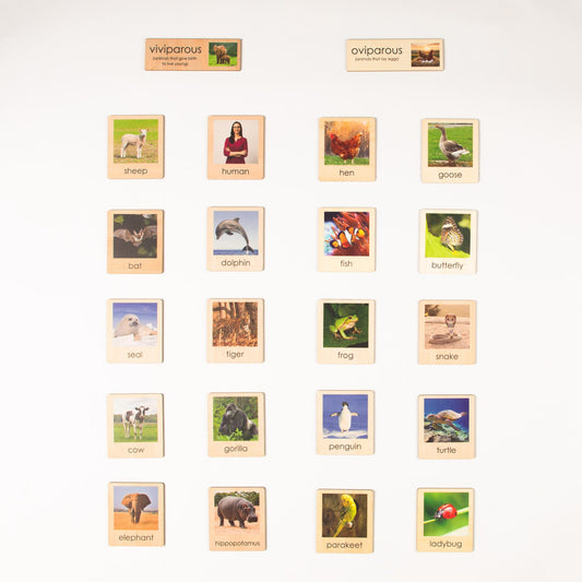 Montessori Viviparous and Oviparous Classification Set - Zoology Animal Sorting Material