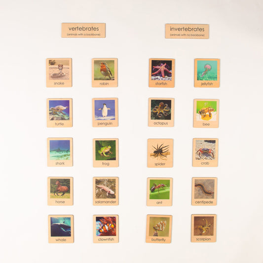 Montessori Vertebrates and Invertebrates Classification Set - Zoology Animal Sorting Material