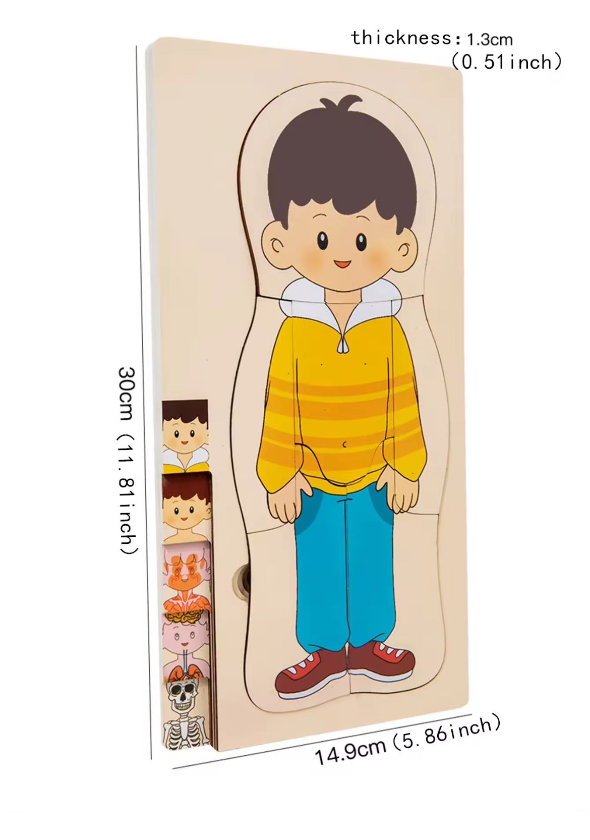 Single board view of wooden multilayer human anatomy puzzle for kids