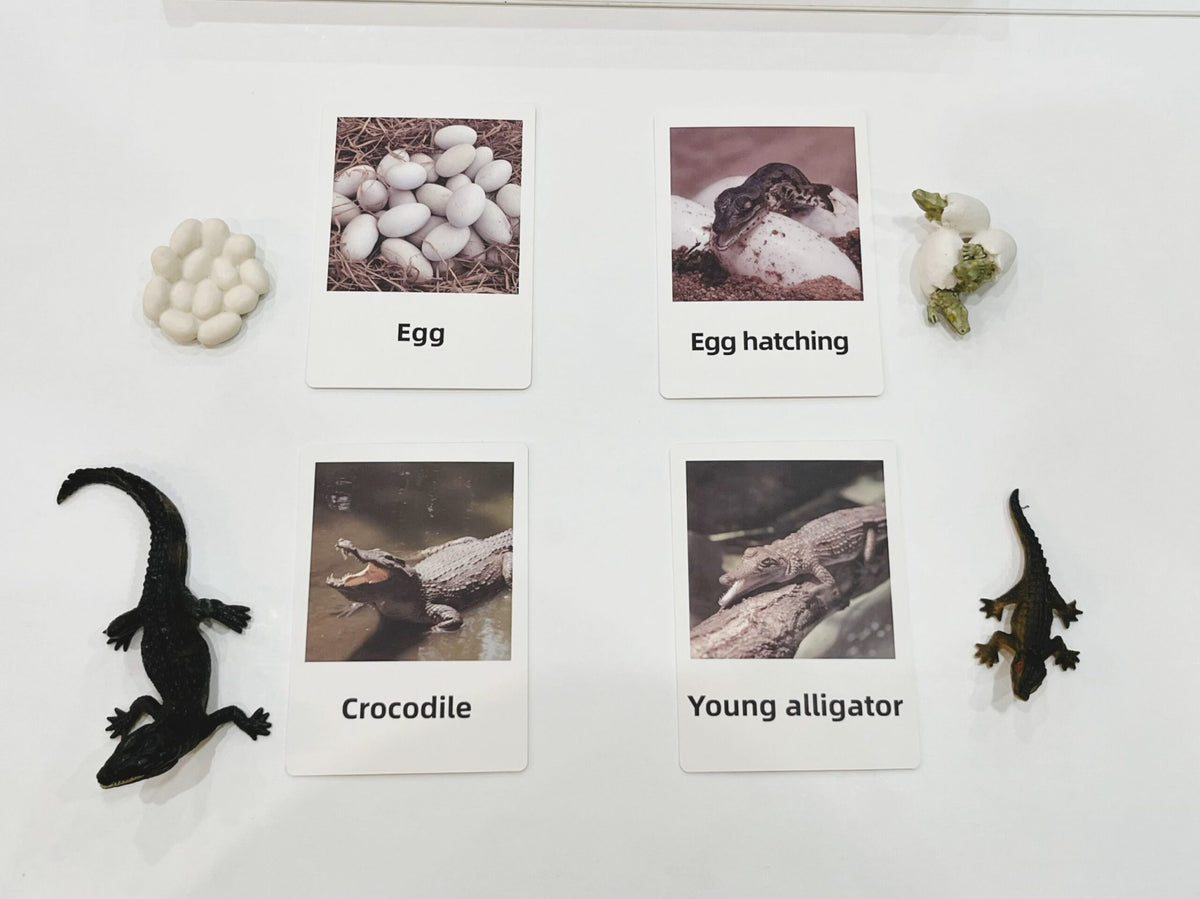 Montessori crocodile life cycle picture cards used for sequencing and science learning