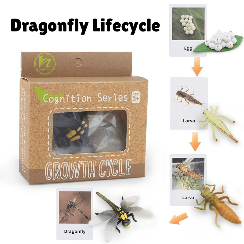Montessori Life Cycle of a Dragonfly - Figurines and Matching Cards