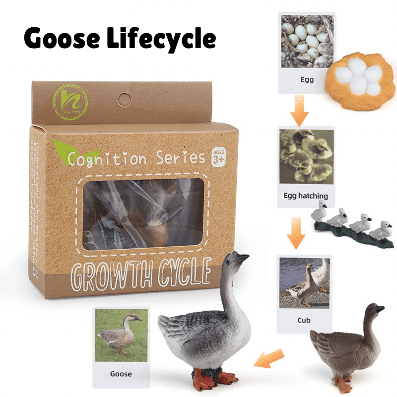 Montessori Life Cycle of a Goose - Figurines and Matching Cards – Hands ...