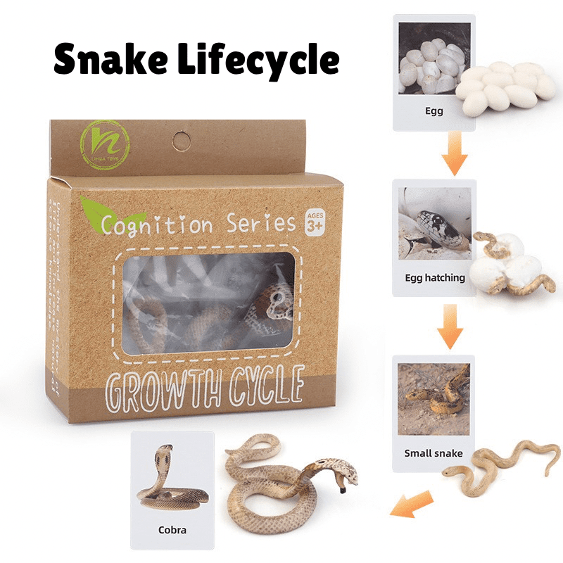 Montessori Life Cycle of a Snake - Figurines and Matching Cards