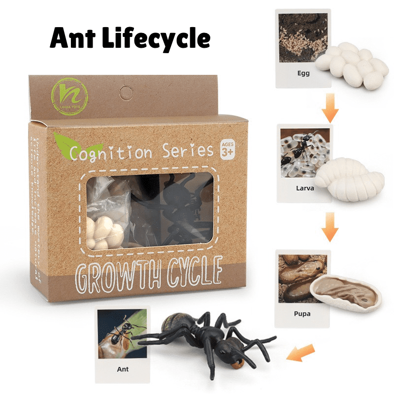 Montessori life cycle of an ant learning set with figurines and matching cards showing egg, larva, pupa, and adult ant stages