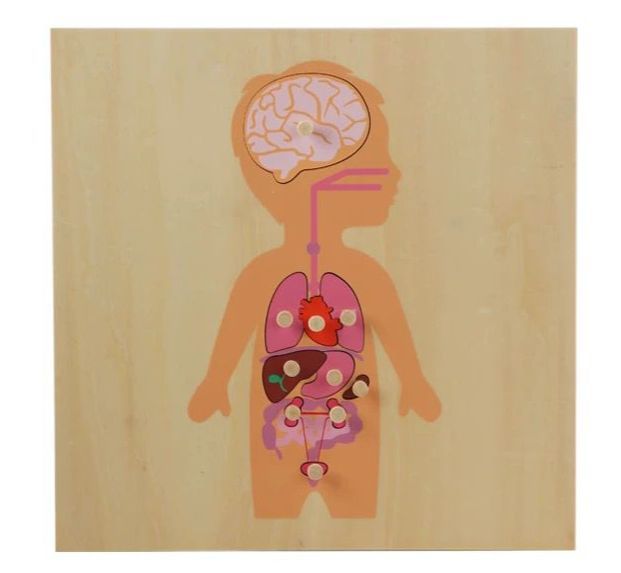 Montessori Zoology - Organs Puzzle with Wooden Knobs