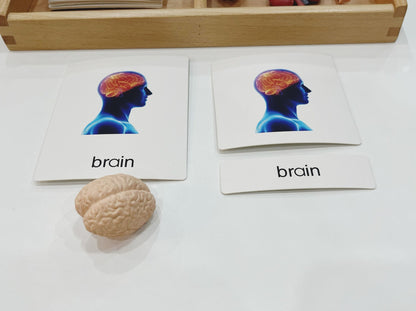 Montessori Classification Set - Internal Organs - 3-Part Cards (Classified Cards) with Mini Objects