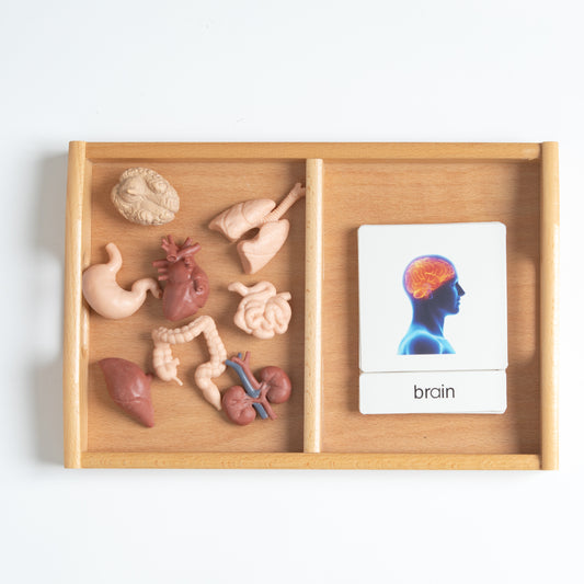 Montessori Classification Set - Internal Organs - 3-Part NomenclatureCards (Classified Cards) with Mini Objects