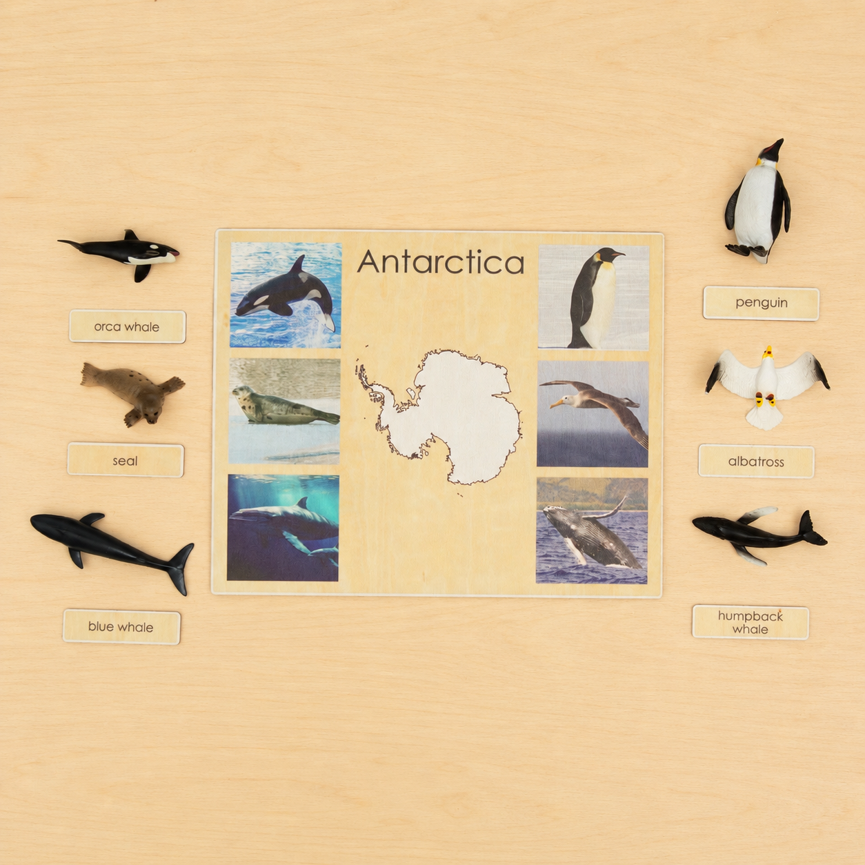 Montessori Animals of the Seven Continents - Bundle - Culture and Geography Classification