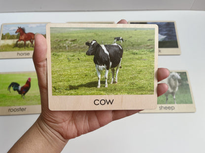 Cow photographic control card used for toddler farm animals object to picture matching activity