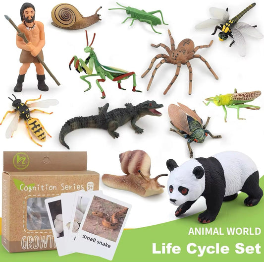 Montessori life cycle bundle showing multiple animal growth stages with figurines and matching cards