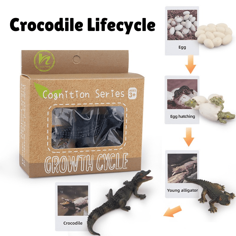 Montessori crocodile life cycle showing egg, hatching stage, young crocodile, and adult crocodile