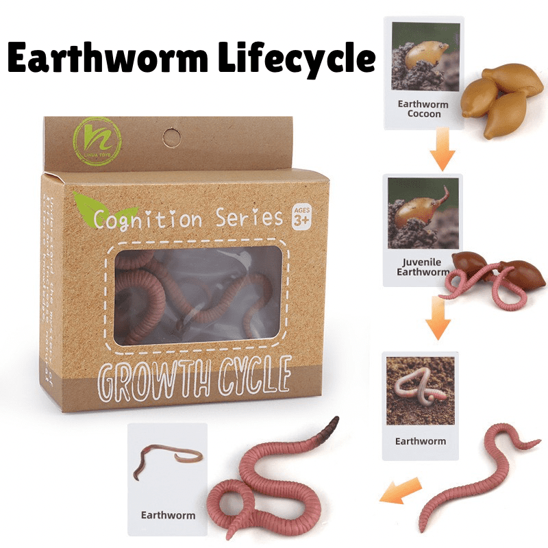 Montessori earthworm life cycle showing cocoon, juvenile earthworm, and adult earthworm with figurines and cards