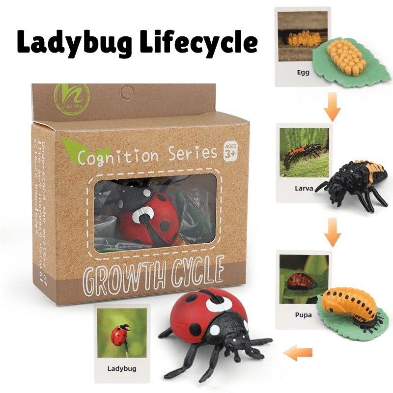 Montessori ladybug life cycle showing egg, larva, pupa, and adult ladybug with hands-on materials