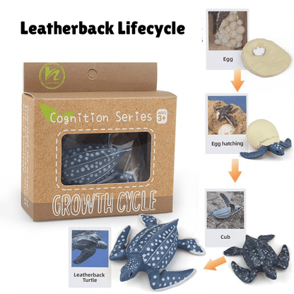 Montessori leatherback turtle life cycle showing egg, hatchling, juvenile, and adult turtle