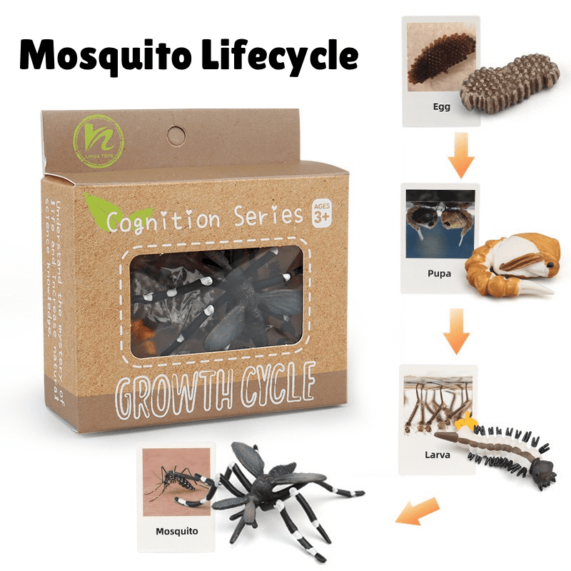 Montessori mosquito life cycle showing egg, larva, pupa, and adult mosquito with figurines and cards