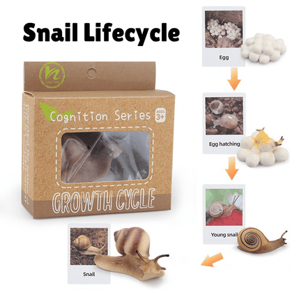 Montessori snail life cycle showing egg, hatching stage, young snail, and adult snail with learning cards