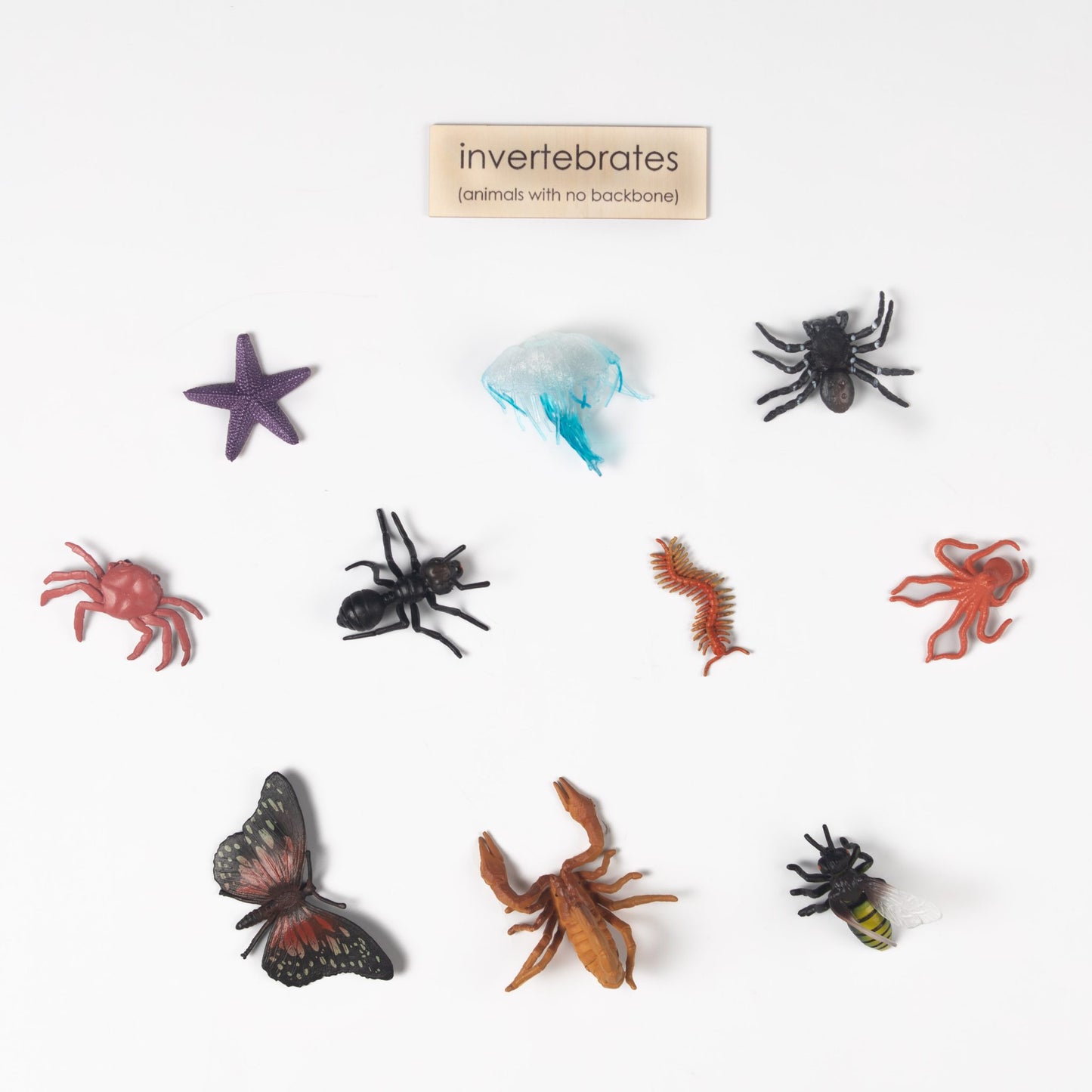 Montessori Vertebrates and Invertebrates Classification Set - Zoology Animal Sorting Material