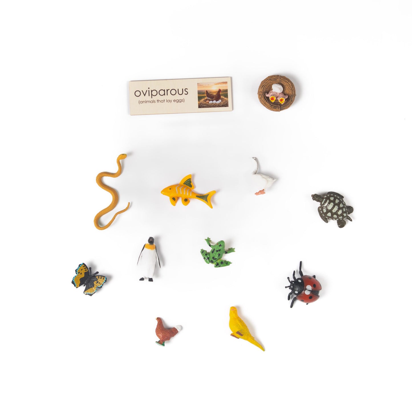 Montessori Viviparous and Oviparous Classification Set - Zoology Animal Sorting Material