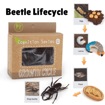 Montessori Life Cycle - Bundle (27 Sets) - Figurines and Matching Cards