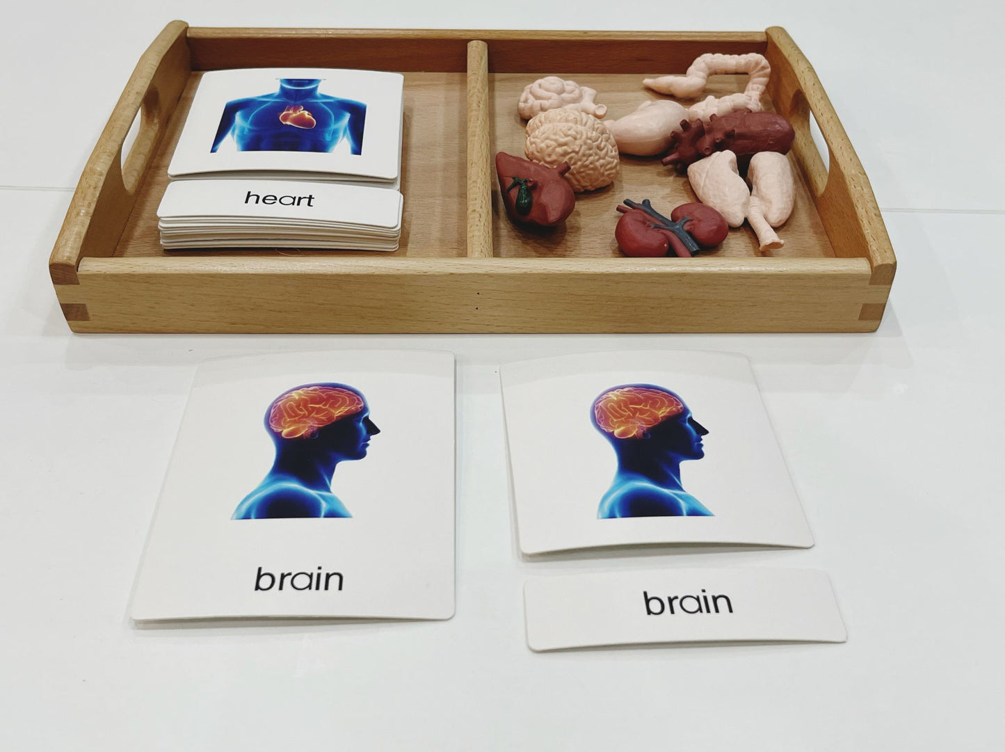 Montessori Classification Set - Internal Organs - 3-Part Cards (Classified Cards) with Mini Objects