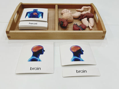 Montessori Classification Set - Internal Organs - 3-Part Cards (Classified Cards) with Mini Objects