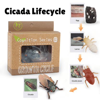 Montessori Life Cycle of a Cicada - Figurines and Matching Cards
