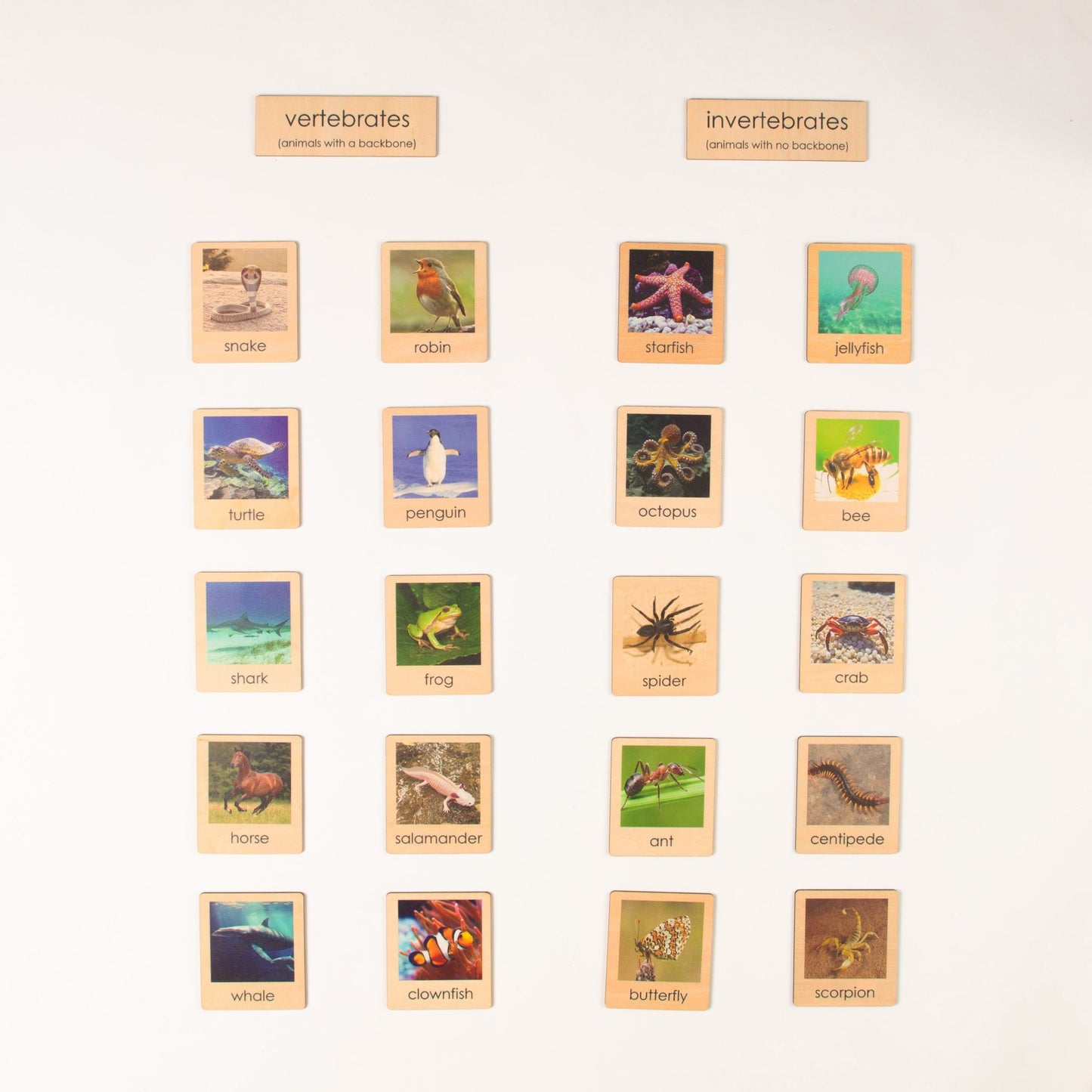 Montessori Vertebrates and Invertebrates Classification Set - Zoology Animal Sorting Material