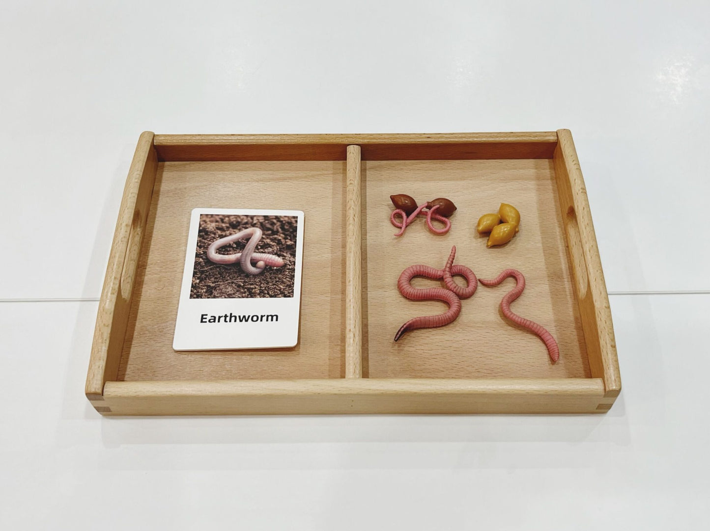 Montessori Life Cycle of an Earthworm - Figurines and Matching Cards
