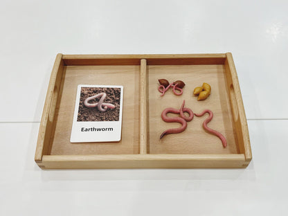 Montessori Life Cycle of an Earthworm - Figurines and Matching Cards
