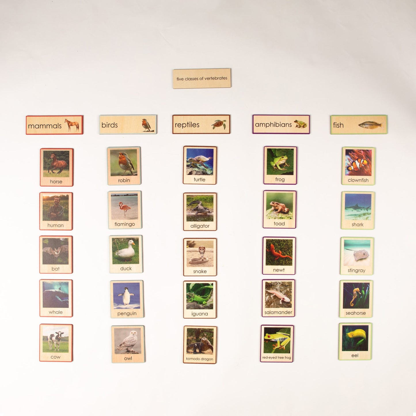Montessori Five Classes of Vertebrates Classification Set - Zoology Animal Sorting Material