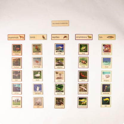 Montessori Five Classes of Vertebrates Classification Set - Zoology Animal Sorting Material