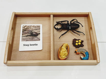 Montessori Life Cycle of a Beetle - Figurines and Matching Cards