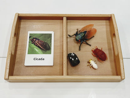 Montessori Life Cycle of a Cicada - Figurines and Matching Cards