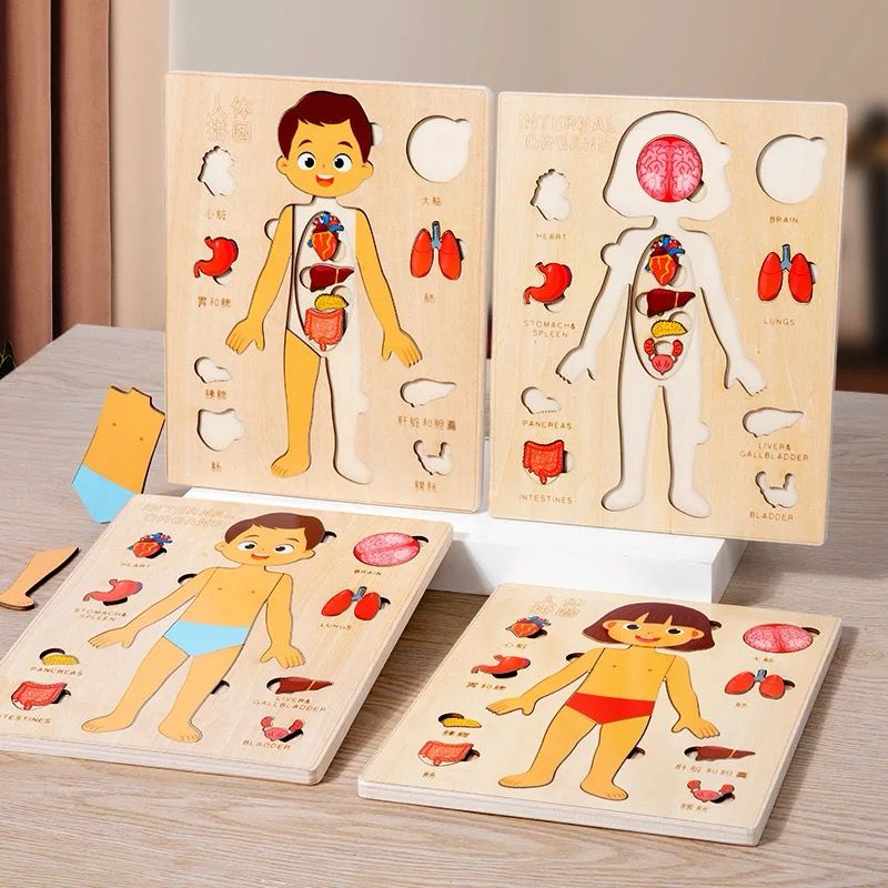 Human anatomy internal organs puzzle set for kids learning body parts