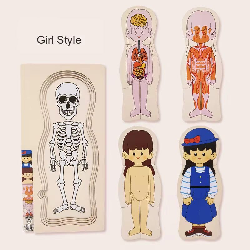 Completed wooden human anatomy puzzle showing external body layer