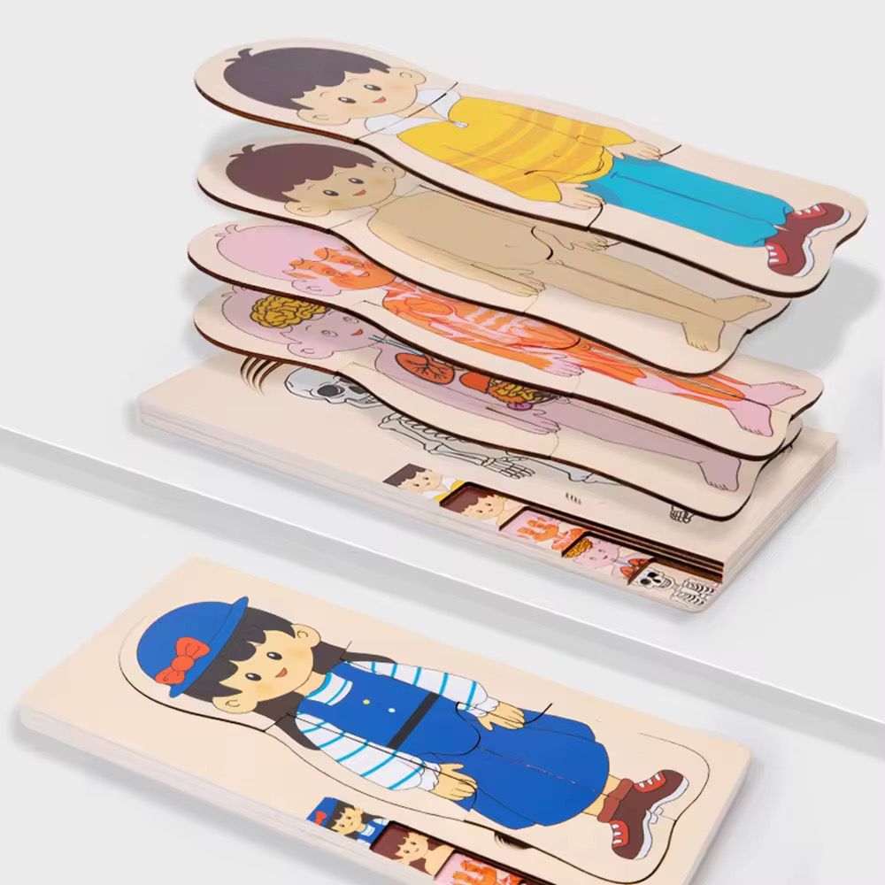 Stacked layers of wooden human anatomy puzzle showing internal body parts