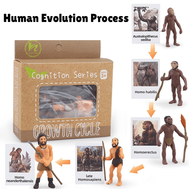 Montessori human evolution process learning set with figurines and matching cards showing Australopithecus, Homo habilis, Homo erectus, Neanderthal, and modern Homo sapiens