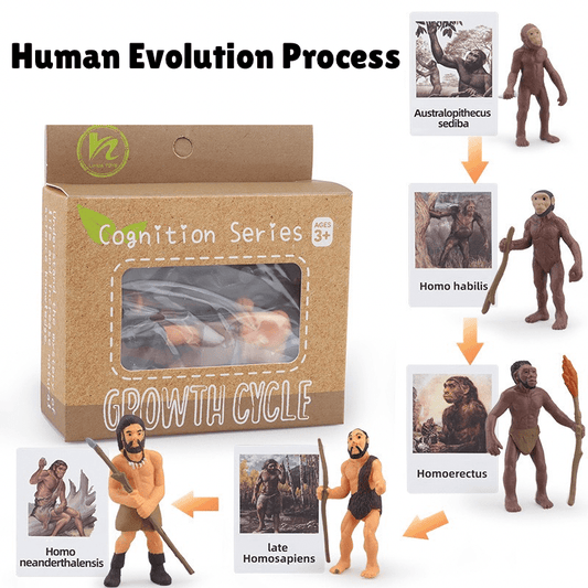 Human Evolution Process - Montessori Figurines and Matching Cards