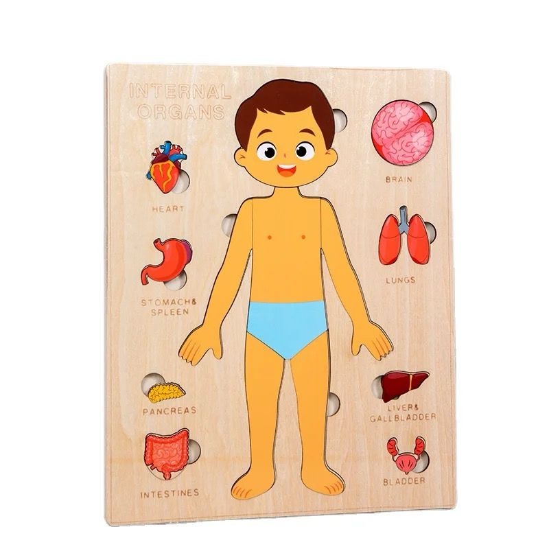 Boy internal organs anatomy puzzle board for educational play