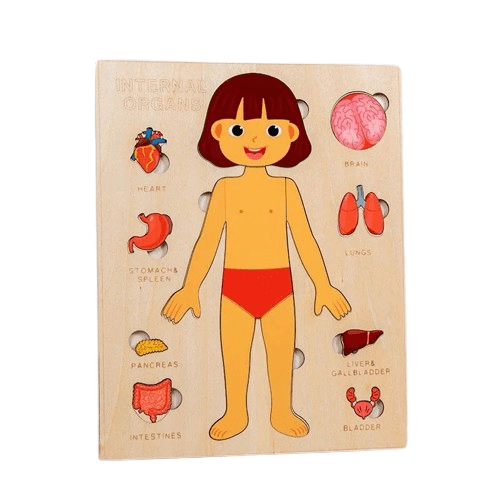 Girl internal organs anatomy puzzle board for educational learning