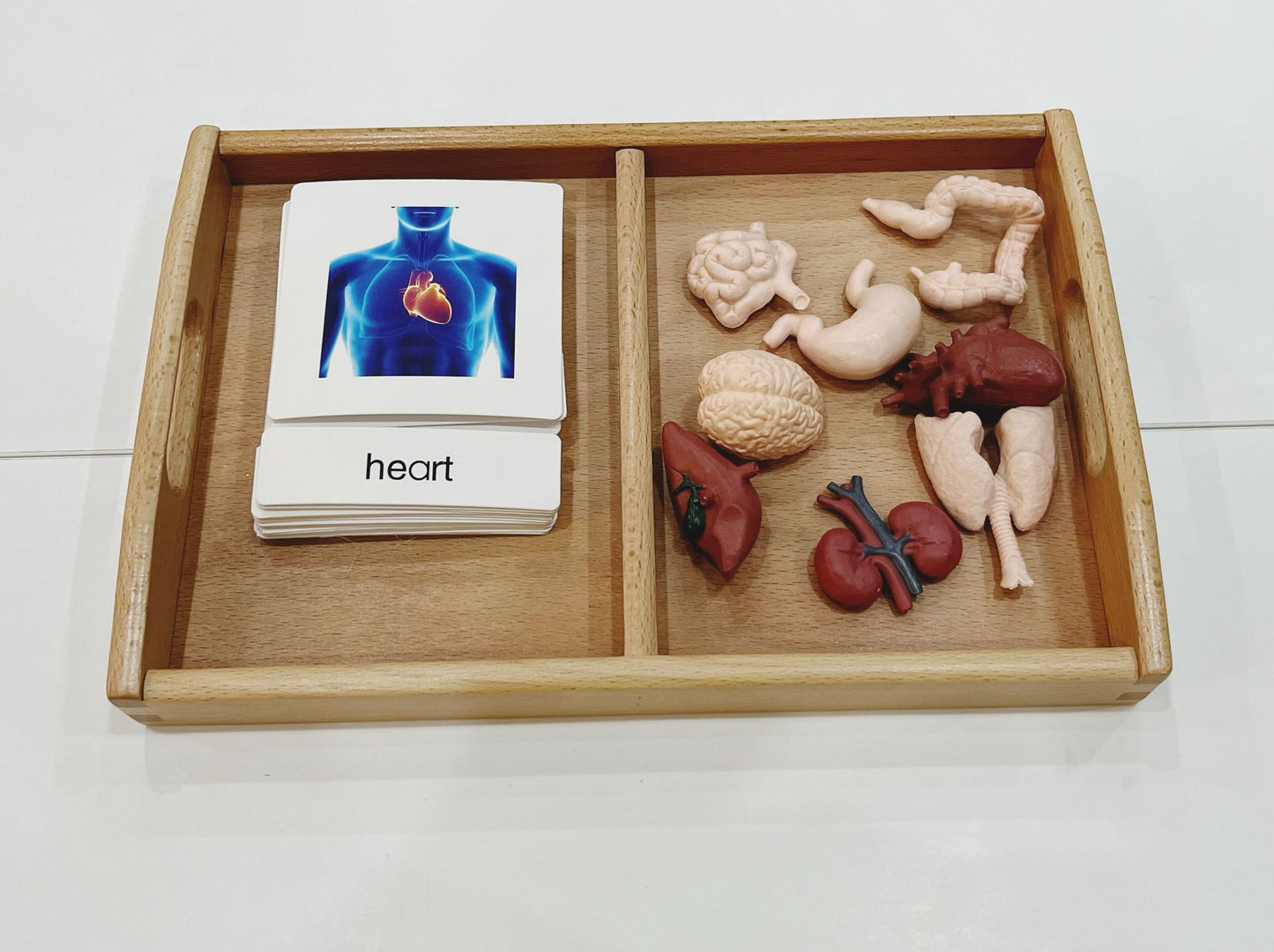 Montessori Classification Set - Internal Organs - 3-Part Cards (Classified Cards) with Mini Objects