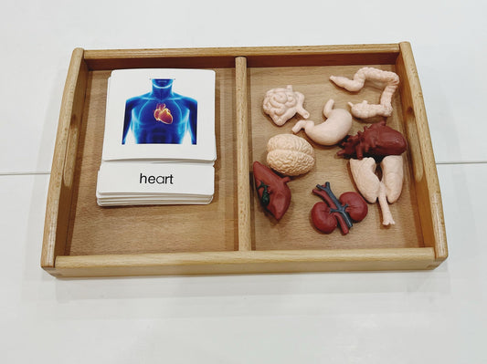 Montessori Classification Set - Internal Organs - 3-Part Cards (Classified Cards) with Mini Objects