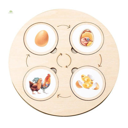10-in-1 Wooden Life Cycle Puzzle Set – Montessori Science Activity for Kids