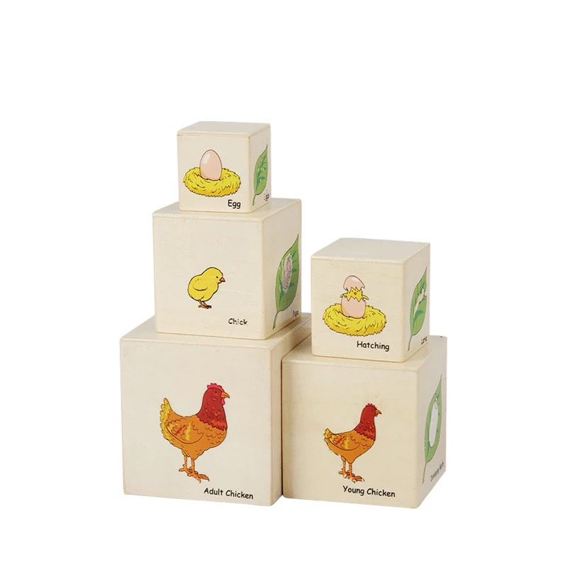 Montessori life cycle stacking cubes set showing chicken, frog, butterfly, and moth growth stages for toddlers