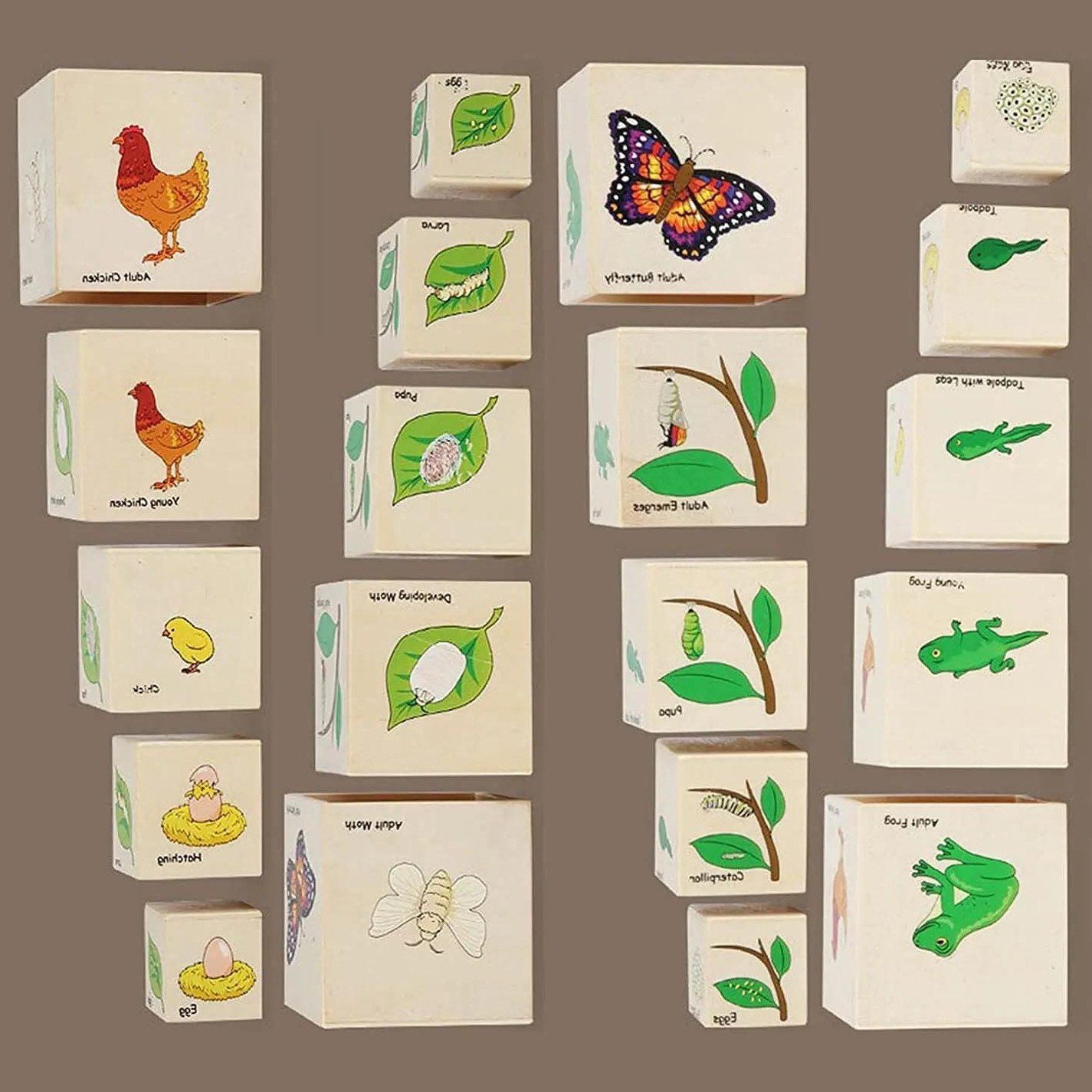 Educational life cycle stacking cubes with matching cards for Montessori science and early childhood learning