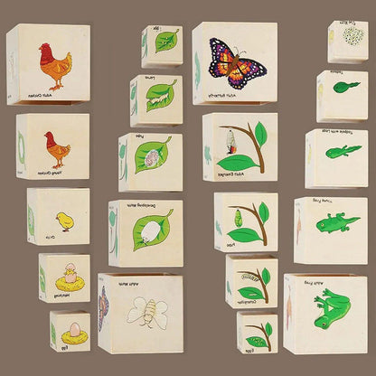 Educational life cycle stacking cubes with matching cards for Montessori science and early childhood learning
