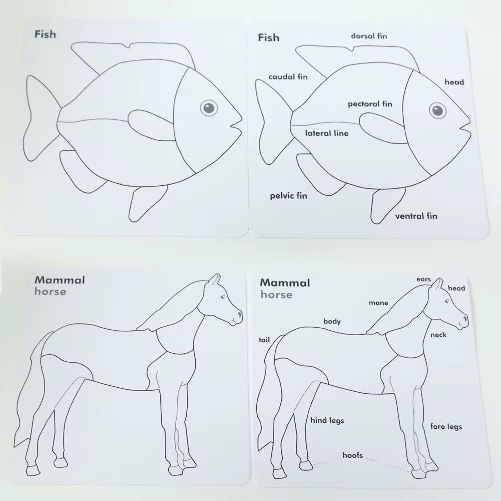 Montessori animal anatomy control cards with outline worksheets for learning body parts and structure