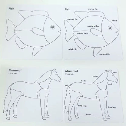 Montessori animal anatomy control cards with outline worksheets for learning body parts and structure