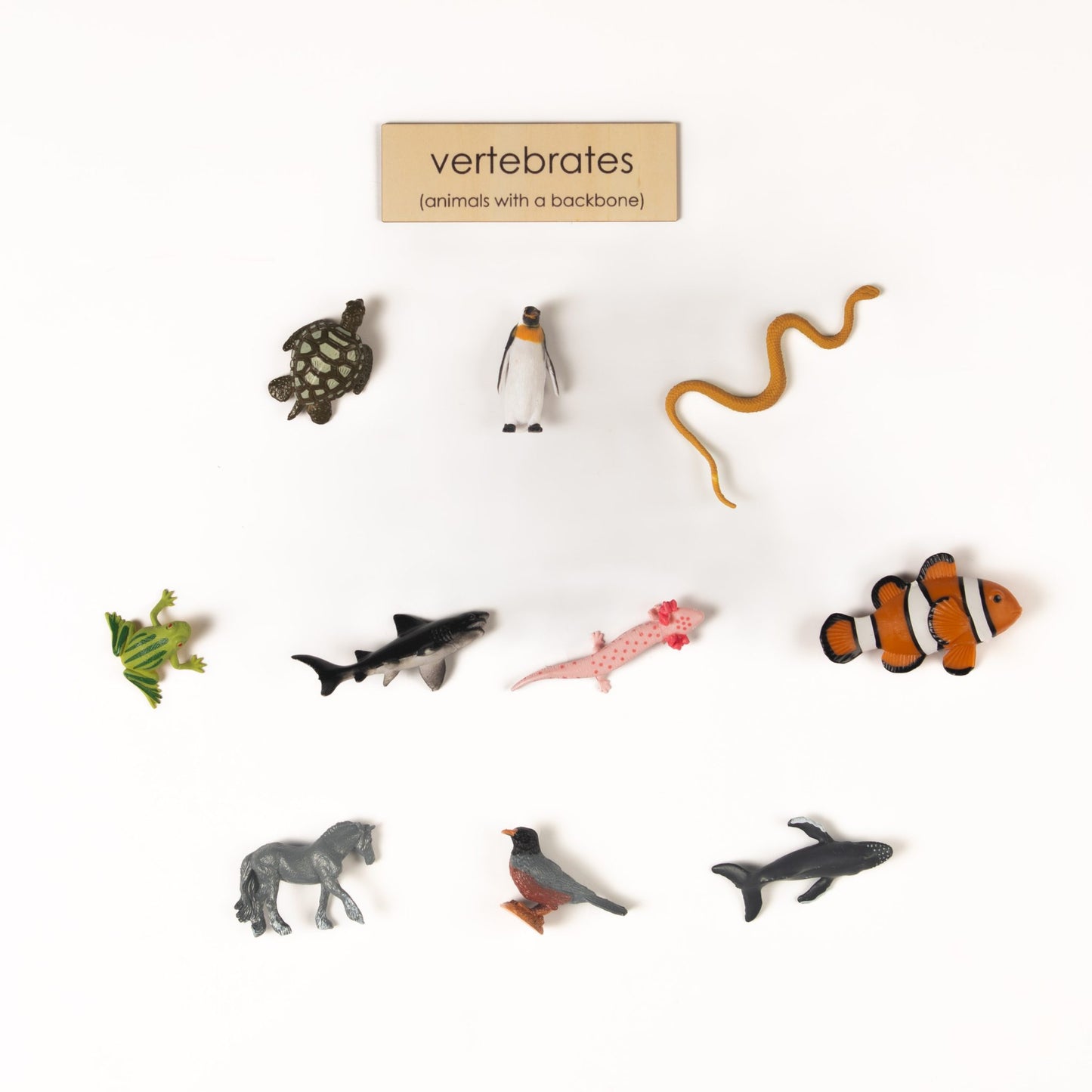 Montessori Vertebrates and Invertebrates Classification Set - Zoology Animal Sorting Material