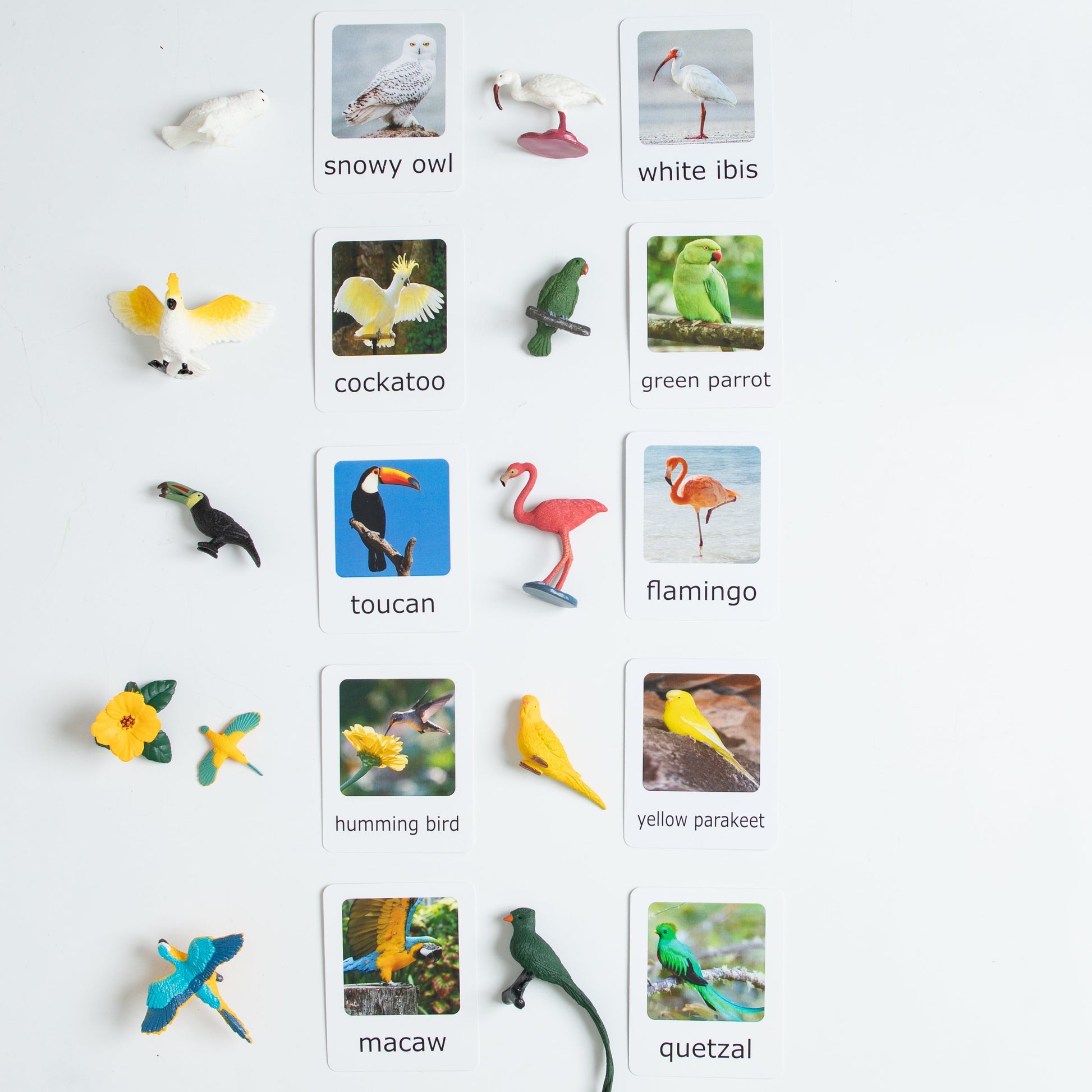 Montessori exotic birds matching set with bird figurines and picture cards including parrot, macaw, flamingo, toucan, owl, and quetzal for classification learning
